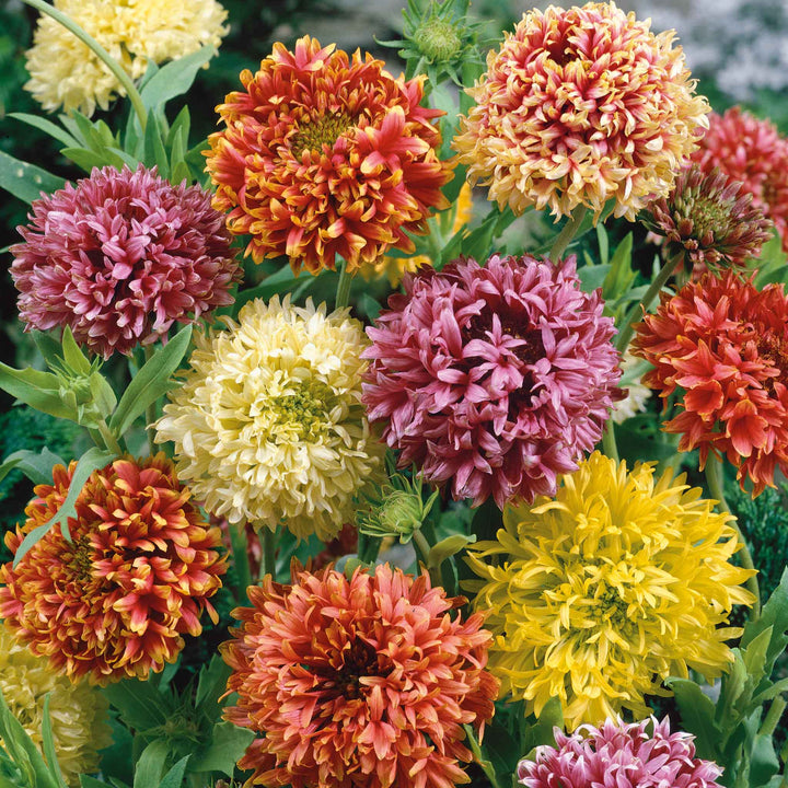 Flower Seeds, Seeds,Seeds For Planting,Plant Seeds