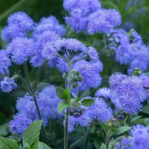 Flower Seeds, Seeds,Seeds For Planting,Plant Seeds