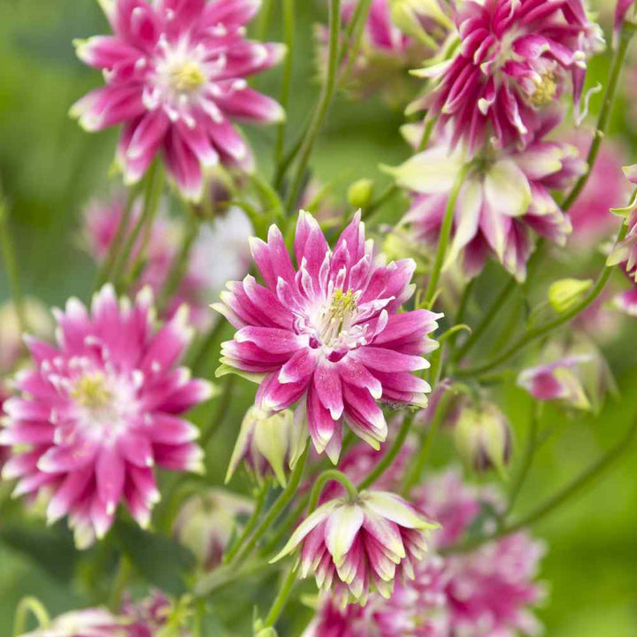 Flower Seeds, Seeds,Seeds For Planting,Plant Seeds