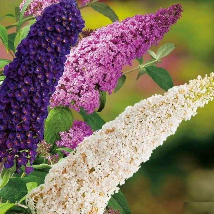 Flower Seeds, Seeds,Seeds For Planting,Plant Seeds