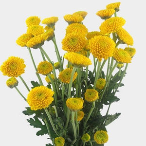 Flower Seeds, Seeds,Seeds For Planting,Plant Seeds