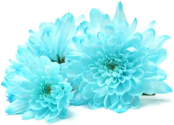 Sky Blue White Chrysanthemum Flower Seeds for Planting – Wildflower Mix, Heirloom & Non-GMO, High Germination