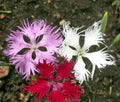 Dianthus Superbus Flower Seeds for Planting – Wildflower Mix, Heirloom, Non-GMO, High Germination Organic Garden Seeds