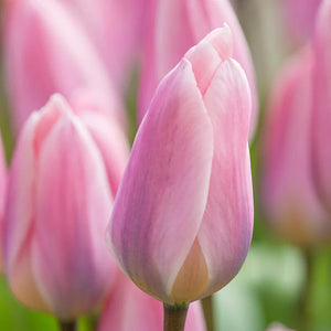 Flower Seeds, Seeds,Seeds For Planting,Plant Seeds