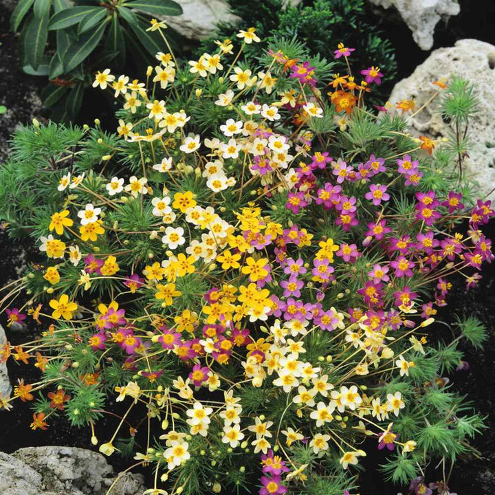 Mix Leptosiphon Flower Seeds for Planting – Heirloom, Non-GMO, High Germination Organic Garden Seeds