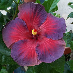 Flower Seeds, Seeds,Seeds For Planting,Plant Seeds