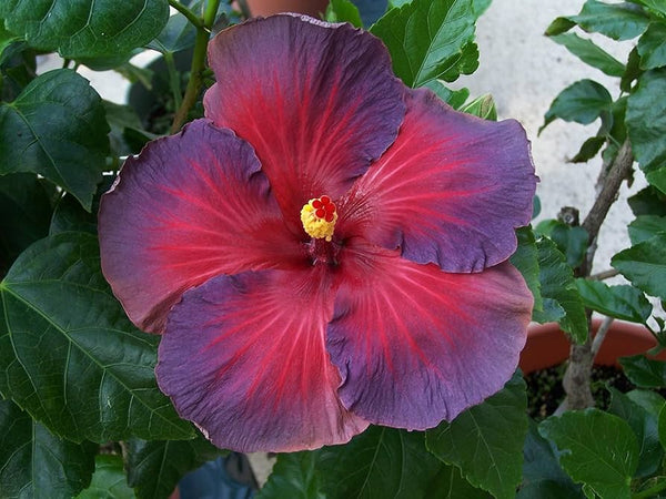 Flower Seeds, Seeds,Seeds For Planting,Plant Seeds
