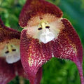 Chocolate Monkey Orchid Flower Seeds for Planting - Heirloom, Non-GMO, High Germination Organic Garden Seeds