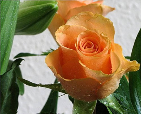 Flower Seeds, Seeds,Seeds For Planting,Plant Seeds