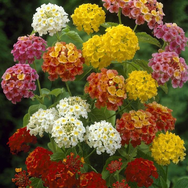 Flower Seeds, Seeds,Seeds For Planting,Plant Seeds