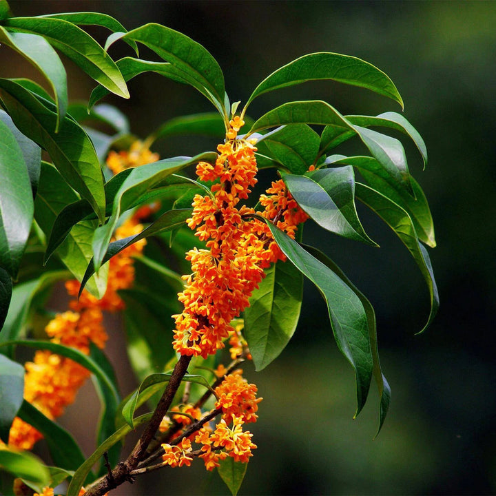 Orange Osmanthus Flower Seeds for Planting – Heirloom, Non-GMO, Low Maintenance, High Germination