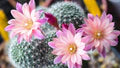 Kakteen Flower Seeds for Planting - Heirloom, Non-GMO, High Germination Organic Garden Seeds