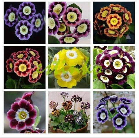 Flower Seeds, Seeds,Seeds For Planting,Plant Seeds