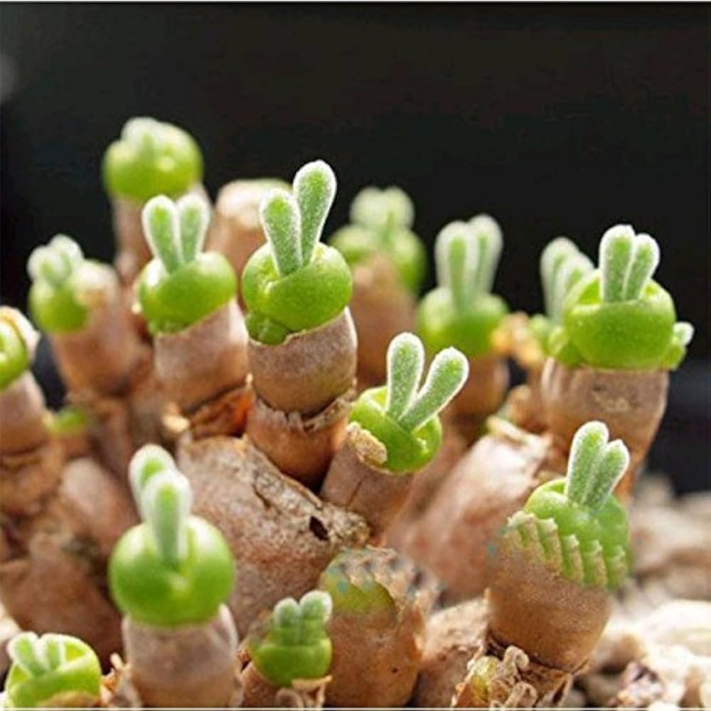 Flower Seeds, Seeds,Seeds For Planting,Plant Seeds