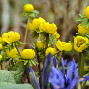 Flower Seeds, Seeds,Seeds For Planting,Plant Seeds