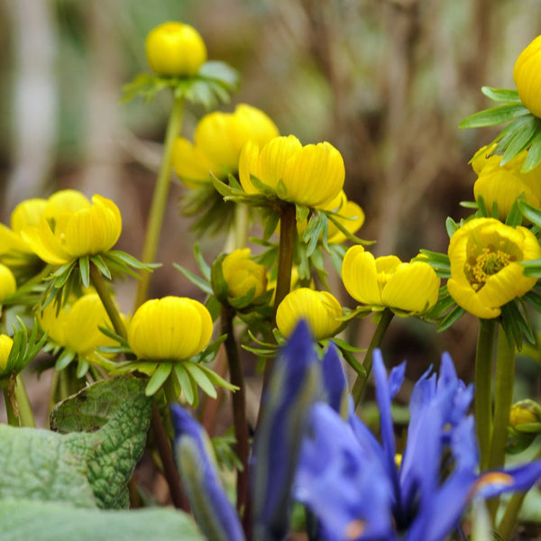 Flower Seeds, Seeds,Seeds For Planting,Plant Seeds