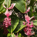 Light Pink Medinilla Cummingi Seeds – Heirloom, Non-GMO, Perfect for Borders
