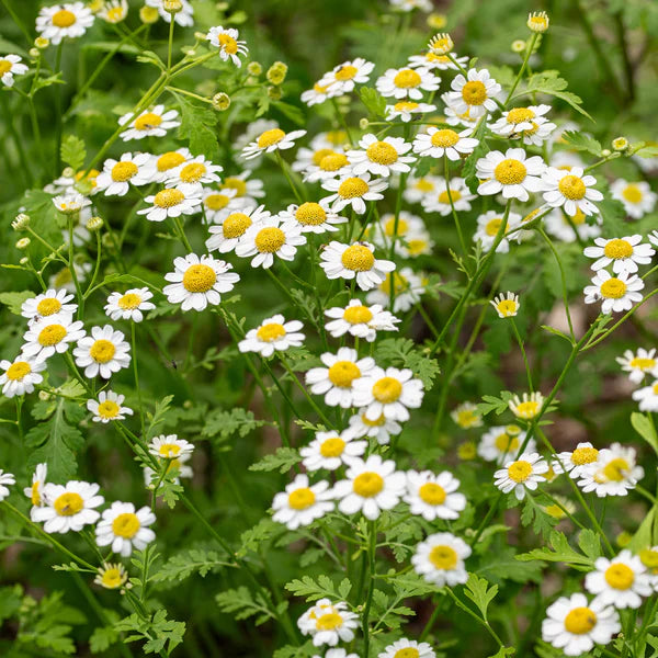 Flower Seeds, Seeds,Seeds For Planting,Plant Seeds