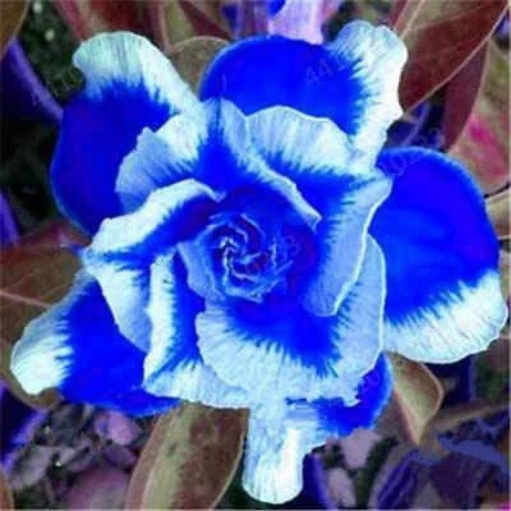 Flower Seeds, Seeds,Seeds For Planting,Plant Seeds
