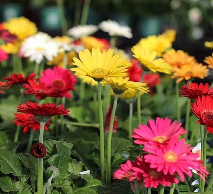 Flower Seeds, Seeds,Seeds For Planting,Plant Seeds