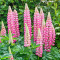 Pink Lupine Popsicle Seeds – Heirloom, Non-GMO, Compact Growth