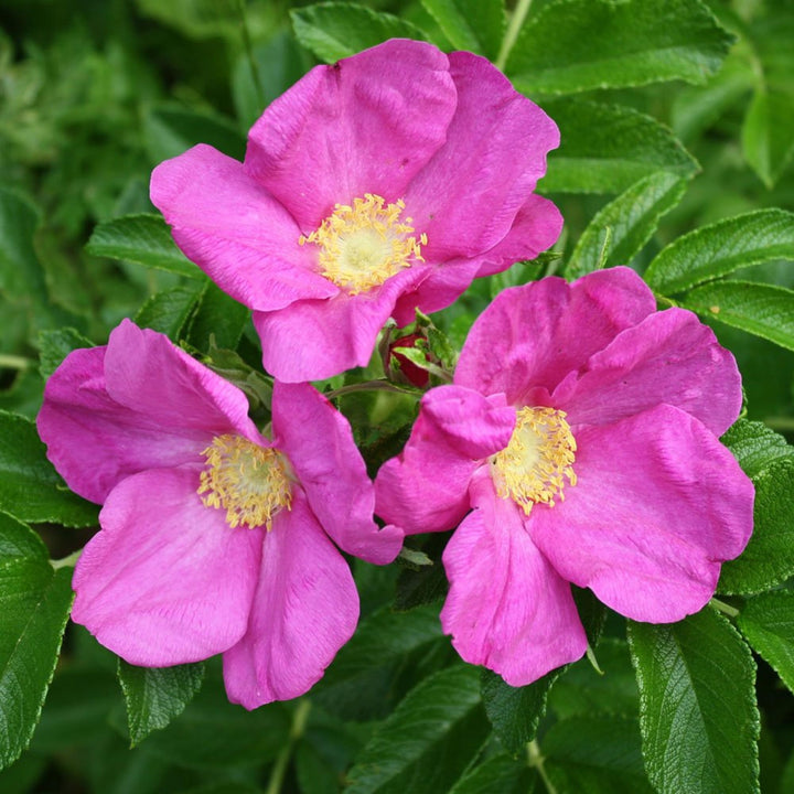 Flower Seeds, Seeds,Seeds For Planting,Plant Seeds
