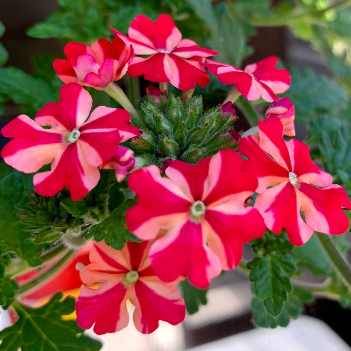Flower Seeds, Seeds,Seeds For Planting,Plant Seeds