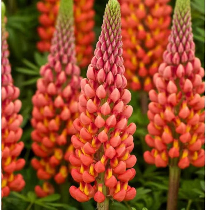 Flower Seeds, Seeds,Seeds For Planting,Plant Seeds