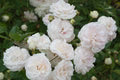 Polyantha Rose Flower Seeds for Planting – Heirloom, Non-GMO, High Germination Organic Garden Seeds