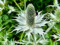 Silver Holly Flower Seeds for Planting – Heirloom, Non-GMO, Organic Garden Seeds