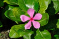Catharanthus Flower Seeds for Planting – Heirloom, Non-GMO, High Germination Organic Garden Seeds