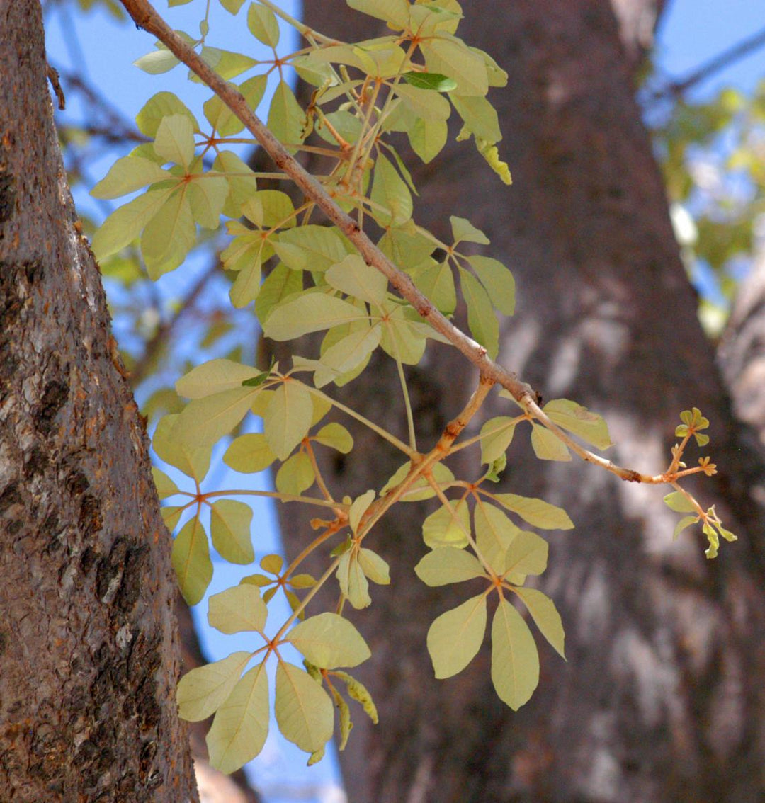 Flower Seeds, Seeds,Seeds For Planting,Plant Seeds