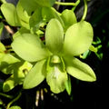 Green Dendrobium Flower Seeds for Planting – Heirloom, Non-GMO Drought-Tolerant Organic Garden Seeds
