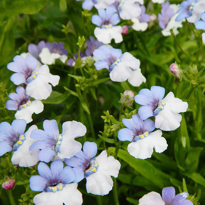 Flower Seeds, Seeds,Seeds For Planting,Plant Seeds