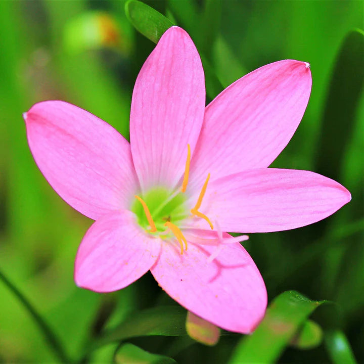 Pink Habranthus Robustus Flower Seeds for Planting – Heirloom, Non-GMO, Sun Loving, High Germination