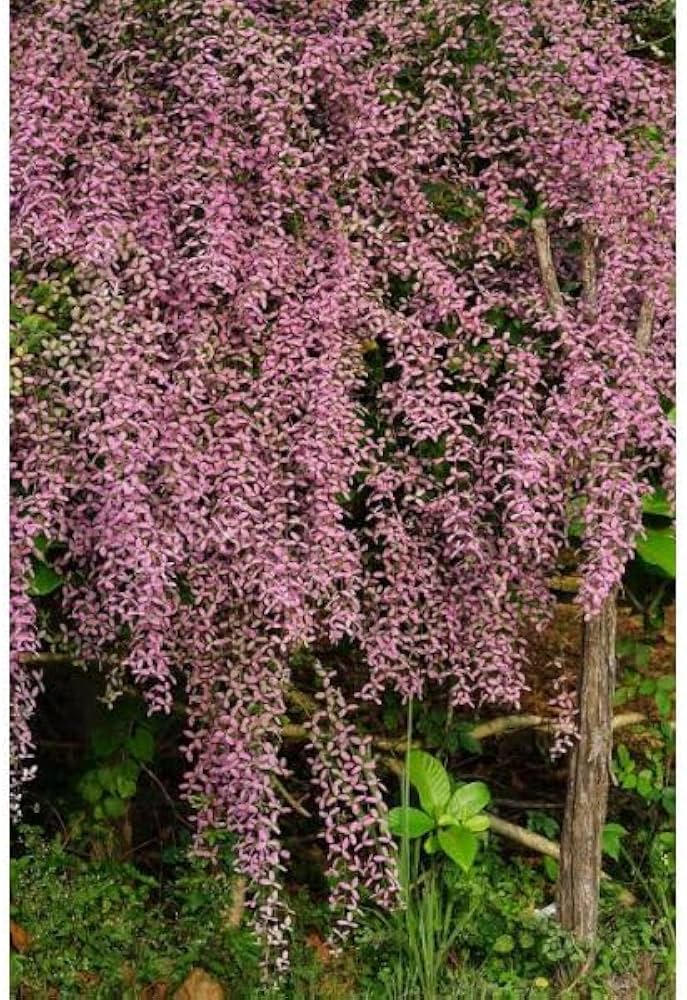 Flower Seeds, Seeds,Seeds For Planting,Plant Seeds