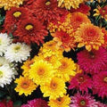 Mixed Chrysanthemum Flower Seeds for Planting – Fragrant, Heirloom, Non-GMO, High Germination Garden Seeds