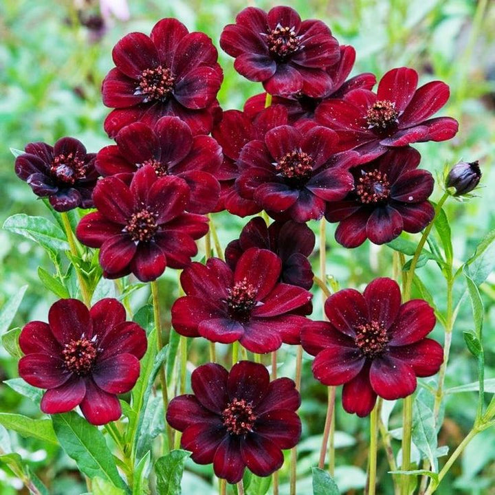 Flower Seeds, Seeds,Seeds For Planting,Plant Seeds