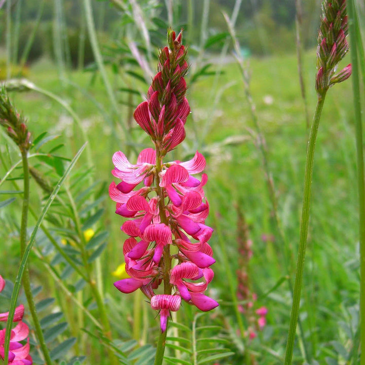 Heirloom Sainfoin Flower Seeds for Planting – Non-GMO, High Germination Organic Garden Seeds