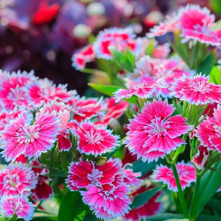 Flower Seeds, Seeds,Seeds For Planting,Plant Seeds