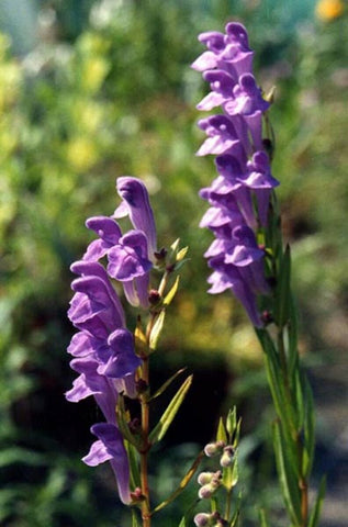 Flower Seeds, Seeds,Seeds For Planting,Plant Seeds