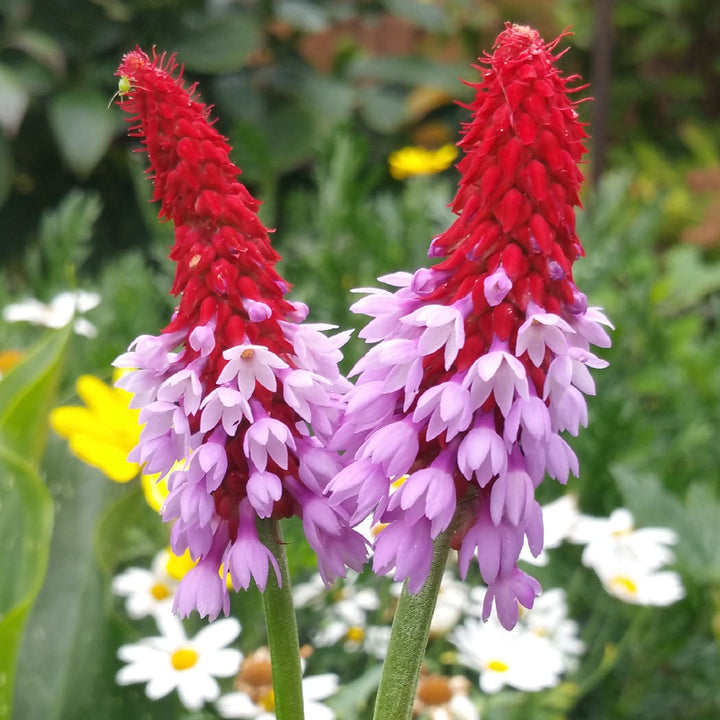 Flower Seeds, Seeds,Seeds For Planting,Plant Seeds