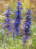 Blue Sage Flower Seeds for Planting – Heirloom, Non-GMO, Colorful Display Garden Seeds