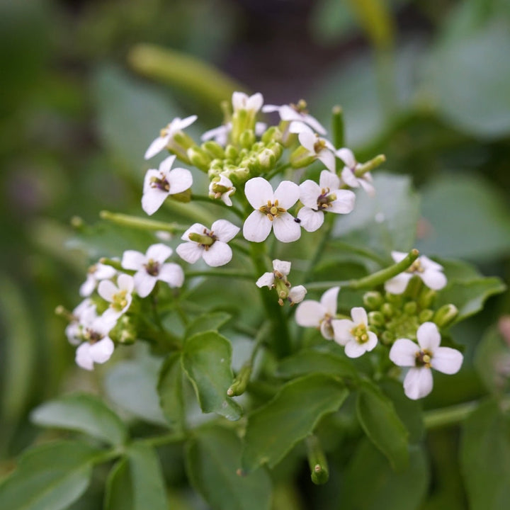 Flower Seeds, Seeds,Seeds For Planting,Plant Seeds