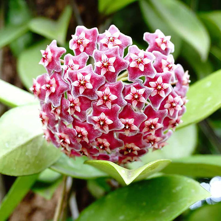 Flower Seeds, Seeds,Seeds For Planting,Plant Seeds