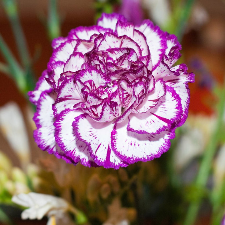 Flower Seeds, Seeds,Seeds For Planting,Plant Seeds