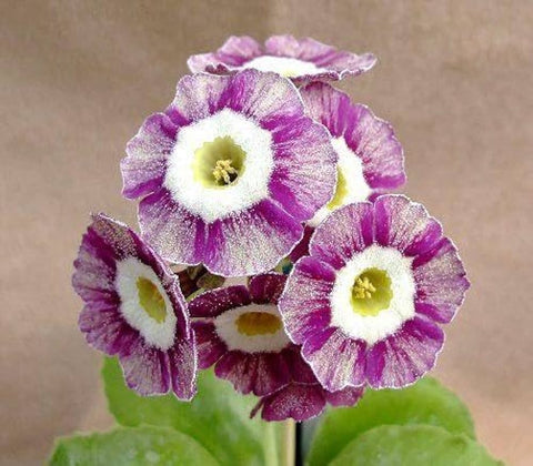 Flower Seeds, Seeds,Seeds For Planting,Plant Seeds