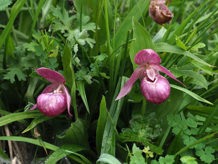 Purple Cypripedium Macranthos Flower Seeds for Planting – Heirloom, Non-GMO, High Germination Organic Garden Seeds