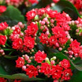 Mixed Kalanchoe Flower Seeds for Planting – Heirloom, Non-GMO, High Germination Organic Garden Seeds