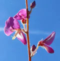Pink Desmodium Flower Seeds for Planting – Heirloom, Non-GMO, High Germination Organic Garden Seeds